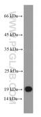 Interferon alpha-1 antibody, 66162-1-Ig, Proteintech Group, Western Blot image 