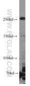 Retinoic Acid Induced 1 antibody, 17084-1-AP, Proteintech Group, Western Blot image 