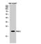 PRA1 Domain Family Member 2 antibody, PA5-51040, Invitrogen Antibodies, Western Blot image 