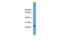 Hes Family BHLH Transcription Factor 7 antibody, GTX48997, GeneTex, Western Blot image 