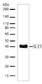 Interleukin 31 antibody, 710107, Invitrogen Antibodies, Western Blot image 