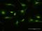 Paired Like Homeodomain 1 antibody, H00005307-D01P, Novus Biologicals, Immunocytochemistry image 
