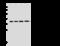 Aminoacyl TRNA Synthetase Complex Interacting Multifunctional Protein 1 antibody, 10623-T62, Sino Biological, Western Blot image 