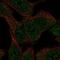 Solute Carrier Family 43 Member 3 antibody, NBP2-69032, Novus Biologicals, Immunocytochemistry image 