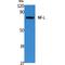 Neurofilament Light antibody, LS-C386871, Lifespan Biosciences, Western Blot image 