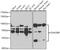 Synaptotagmin Binding Cytoplasmic RNA Interacting Protein antibody, A7219, ABclonal Technology, Western Blot image 