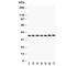 LIF Interleukin 6 Family Cytokine antibody, R30639, NSJ Bioreagents, Western Blot image 