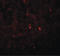 Angiogenin antibody, LS-B8851, Lifespan Biosciences, Immunofluorescence image 