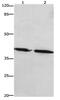Prostaglandin E Receptor 1 antibody, PA5-49717, Invitrogen Antibodies, Western Blot image 