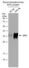 Erythropoietin antibody, GTX112834, GeneTex, Western Blot image 