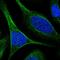 Tectonic Family Member 3 antibody, HPA026987, Atlas Antibodies, Immunofluorescence image 