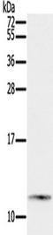 Peptide YY antibody, TA351641, Origene, Western Blot image 