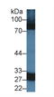Carbonic Anhydrase 5A antibody, LS-C297114, Lifespan Biosciences, Western Blot image 