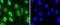 Cyclin Dependent Kinase 7 antibody, A00552-2, Boster Biological Technology, Immunocytochemistry image 