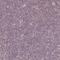 Zinc Finger Matrin-Type 3 antibody, NBP2-62599, Novus Biologicals, Immunohistochemistry paraffin image 