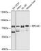 Eukaryotic Translation Initiation Factor 2 Alpha Kinase 1 antibody, GTX00664, GeneTex, Western Blot image 