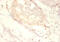 Small Nuclear Ribonucleoprotein Polypeptide G antibody, CSB-PA01535A0Rb, Cusabio, Immunohistochemistry paraffin image 