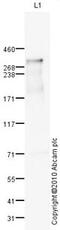 Chondroitin Sulfate Proteoglycan 4 antibody, ab83178, Abcam, Western Blot image 
