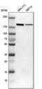 hHEL1 antibody, PA5-53482, Invitrogen Antibodies, Western Blot image 