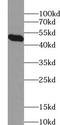 Acyl-CoA Dehydrogenase Short/Branched Chain antibody, FNab00067, FineTest, Western Blot image 