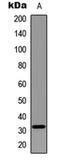 Myogenic Factor 5 antibody, LS-C356199, Lifespan Biosciences, Western Blot image 