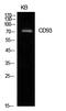 CD93 Molecule antibody, A04939, Boster Biological Technology, Western Blot image 
