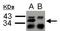 Heterogeneous Nuclear Ribonucleoprotein A2/B1 antibody, GTX127928, GeneTex, Immunoprecipitation image 
