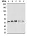 O-Sialoglycoprotein Endopeptidase Like 1 antibody, orb341423, Biorbyt, Western Blot image 