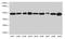 Glutamic-Oxaloacetic Transaminase 2 antibody, LS-B12254, Lifespan Biosciences, Western Blot image 
