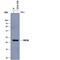 Ubiquitin D antibody, AF8408, R&D Systems, Western Blot image 