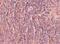 ORAI Calcium Release-Activated Calcium Modulator 3 antibody, MA5-15778, Invitrogen Antibodies, Immunohistochemistry frozen image 