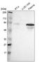 Family With Sequence Similarity 117 Member B antibody, HPA003229, Atlas Antibodies, Western Blot image 