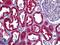 Cystatin C antibody, LS-B5516, Lifespan Biosciences, Immunohistochemistry paraffin image 