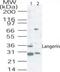 CD207 Molecule antibody, NB100-56733, Novus Biologicals, Western Blot image 