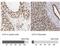 Interleukin Enhancer Binding Factor 3 antibody, NBP1-84056, Novus Biologicals, Immunohistochemistry paraffin image 