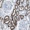 Alpha-Methylacyl-CoA Racemase antibody, NBP1-87169, Novus Biologicals, Immunohistochemistry frozen image 