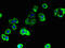 TBC1 Domain Family Member 9B antibody, LS-C377767, Lifespan Biosciences, Immunofluorescence image 