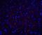 Occludin antibody, A01246, Boster Biological Technology, Immunofluorescence image 