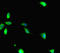 RAN Binding Protein 1 antibody, LS-C679279, Lifespan Biosciences, Immunofluorescence image 