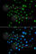 G Protein Nucleolar 3 antibody, A6459, ABclonal Technology, Immunofluorescence image 