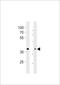 G Protein-Coupled Receptor 4 antibody, LS-C203988, Lifespan Biosciences, Western Blot image 