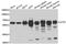 Chaperonin Containing TCP1 Subunit 5 antibody, abx005027, Abbexa, Western Blot image 