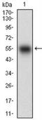 Sperm mitochondrial-associated cysteine-rich protein antibody, NBP2-37253, Novus Biologicals, Western Blot image 