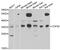 COP9 Signalosome Subunit 6 antibody, PA5-77120, Invitrogen Antibodies, Western Blot image 