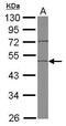 EDIL3 antibody, PA5-27994, Invitrogen Antibodies, Western Blot image 