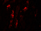 KN motif and ankyrin repeat domain-containing protein 1 antibody, 7307, ProSci, Immunofluorescence image 