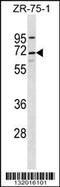 Twinkle protein, mitochondrial antibody, 56-653, ProSci, Western Blot image 
