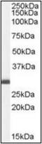 B Cell Receptor Associated Protein 31 antibody, orb89704, Biorbyt, Western Blot image 