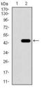 Calmegin antibody, GTX60730, GeneTex, Western Blot image 