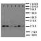 Heat Shock Protein Family B (Small) Member 2 antibody, LS-C312946, Lifespan Biosciences, Western Blot image 